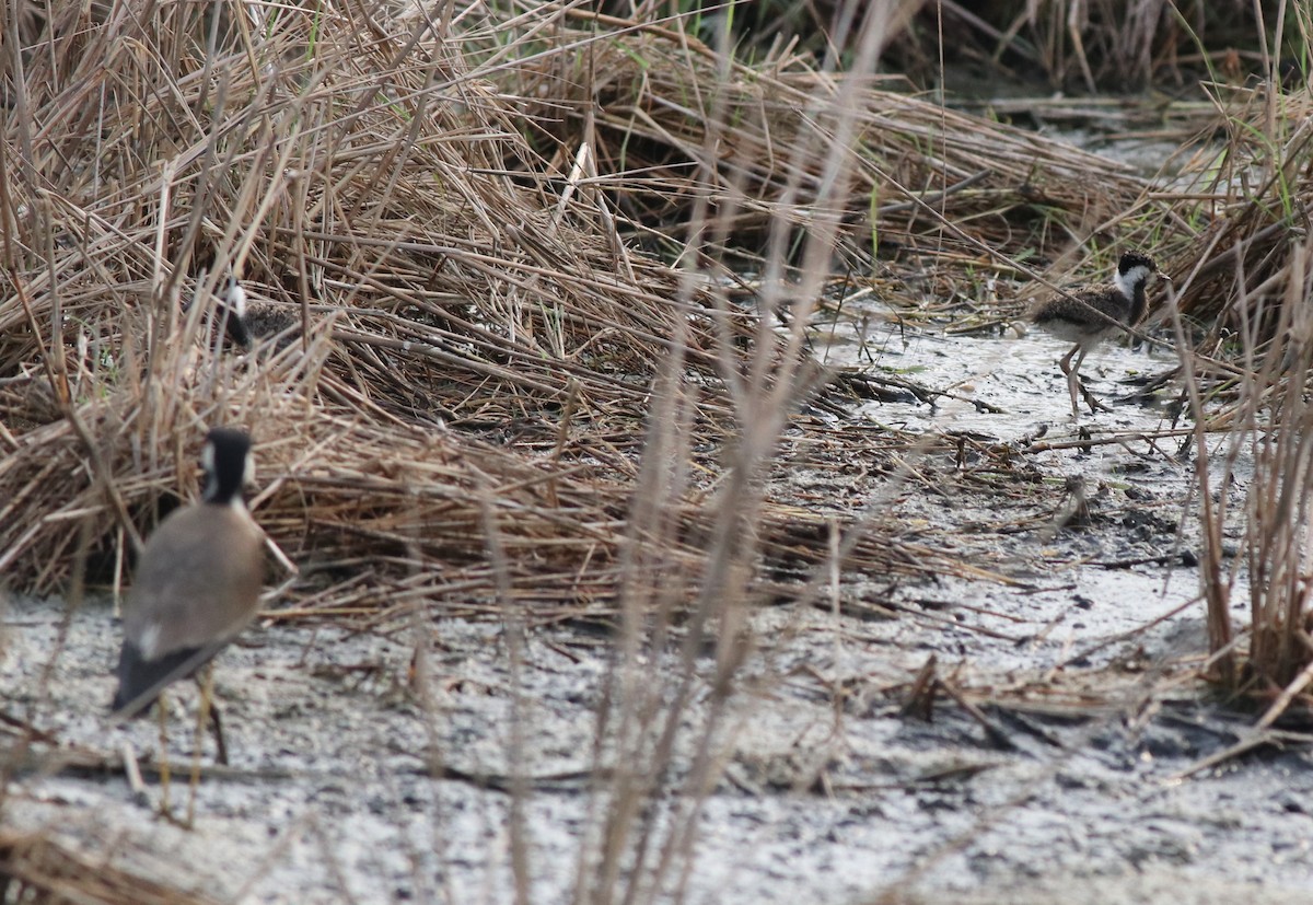 Red-wattled Lapwing - ML596246591