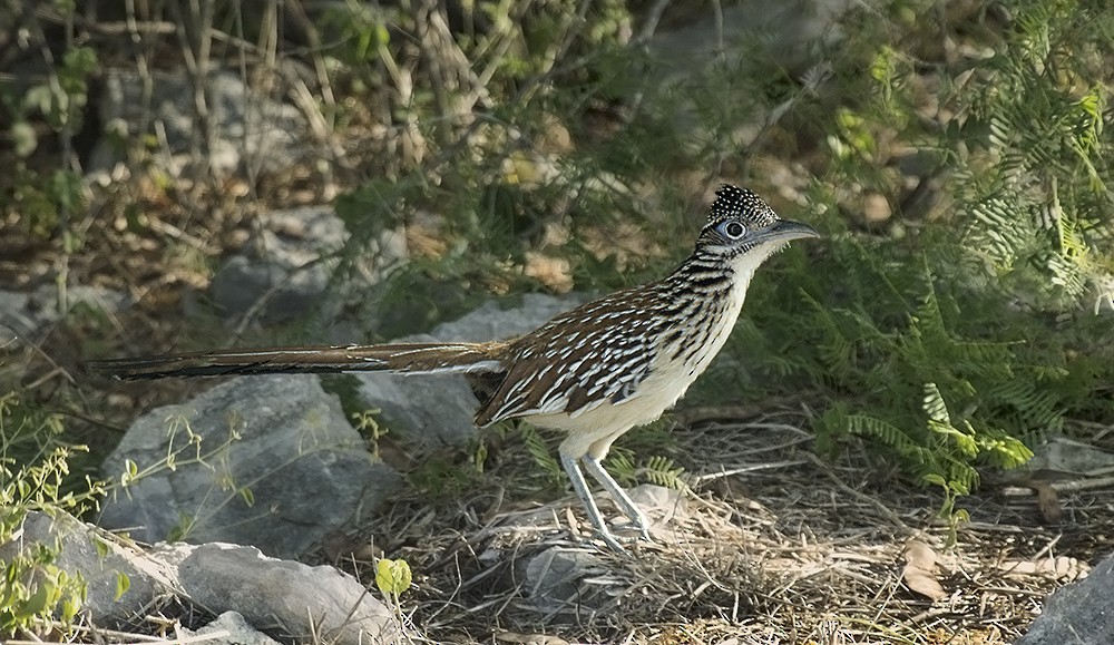 Lesser Roadrunner - ML596247531