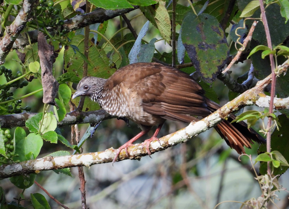 Chachalaca Moteada - ML596247841