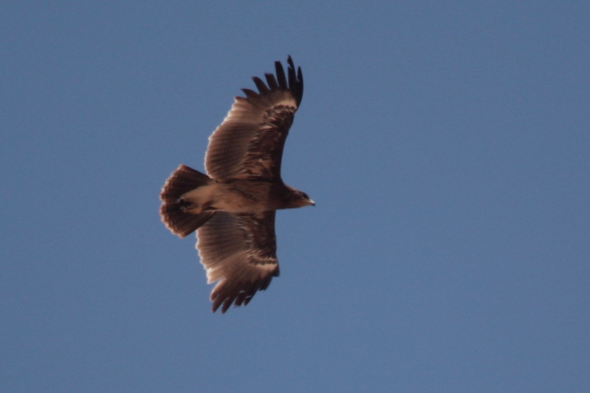 Greater Spotted Eagle - Alexandre Hespanhol Leitão
