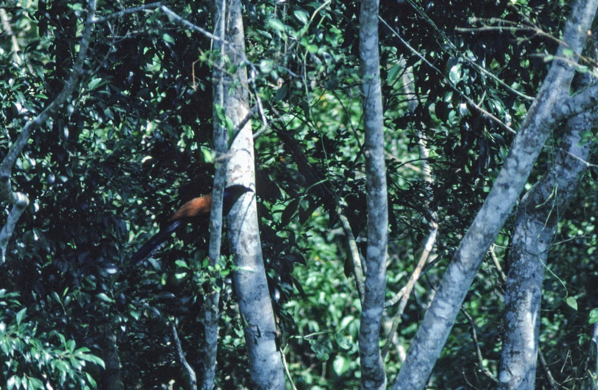 Greater Coucal - Veikko Salo