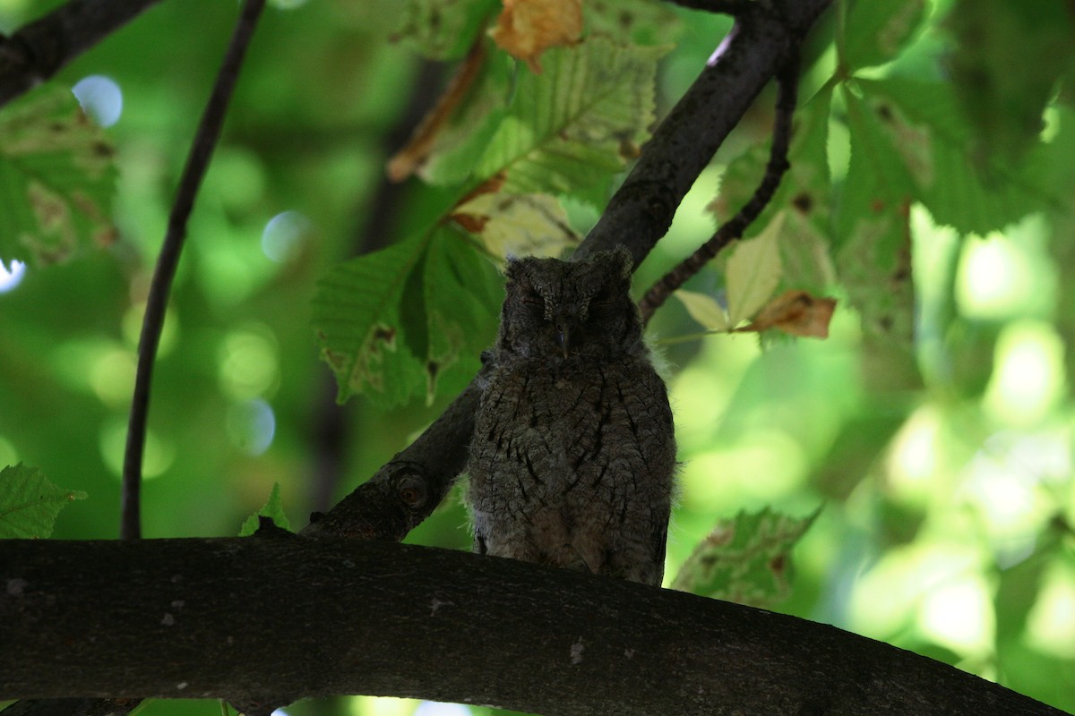 Eurasian Scops-Owl - ML596249901