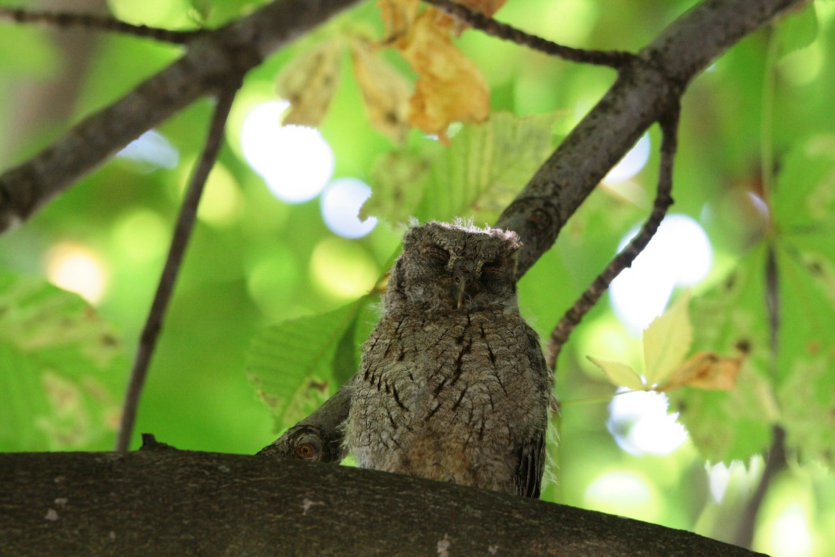 Eurasian Scops-Owl - ML596250071