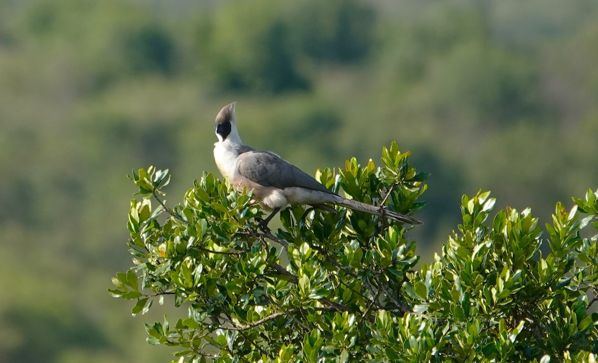 Bare-faced Go-away-bird - ML596250131