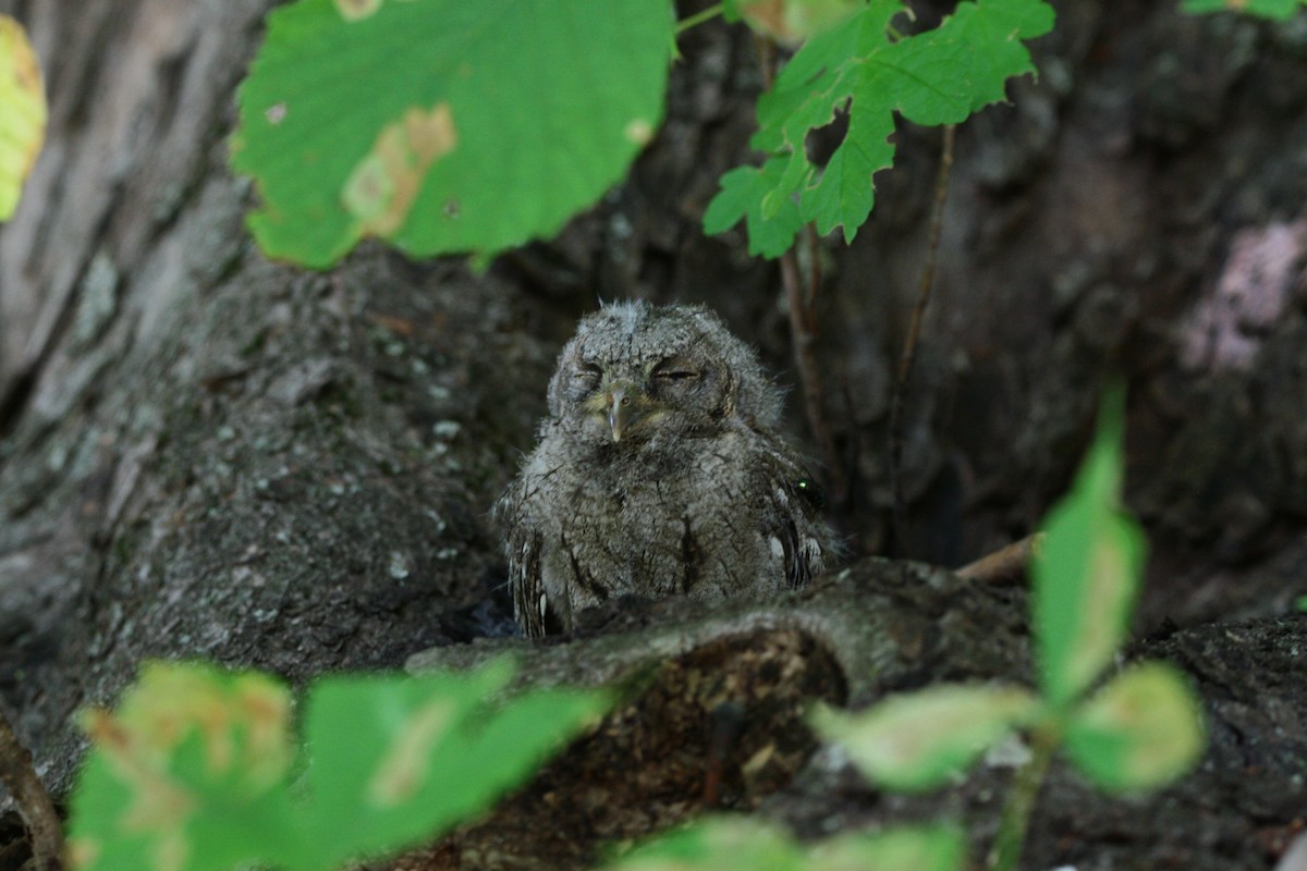 Eurasian Scops-Owl - ML596250171