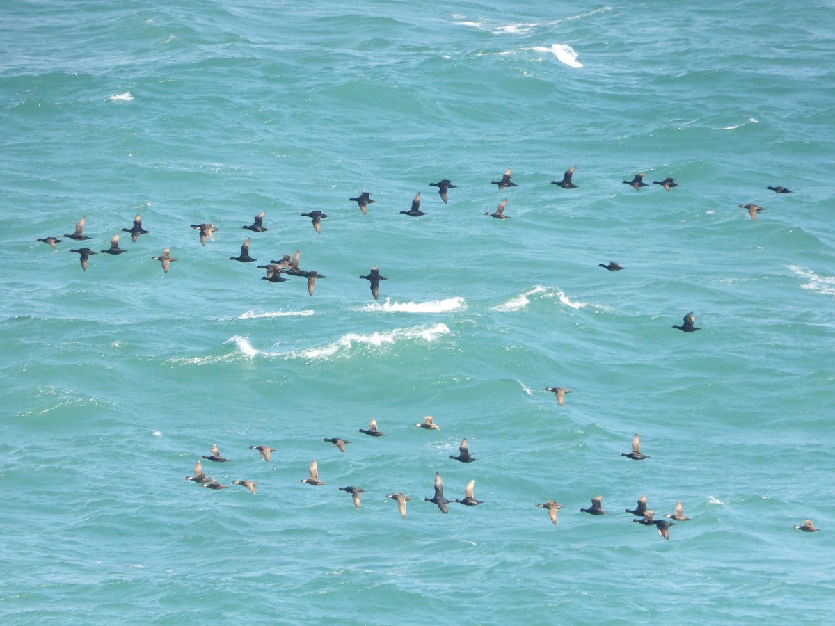 Common Scoter - ML596250251