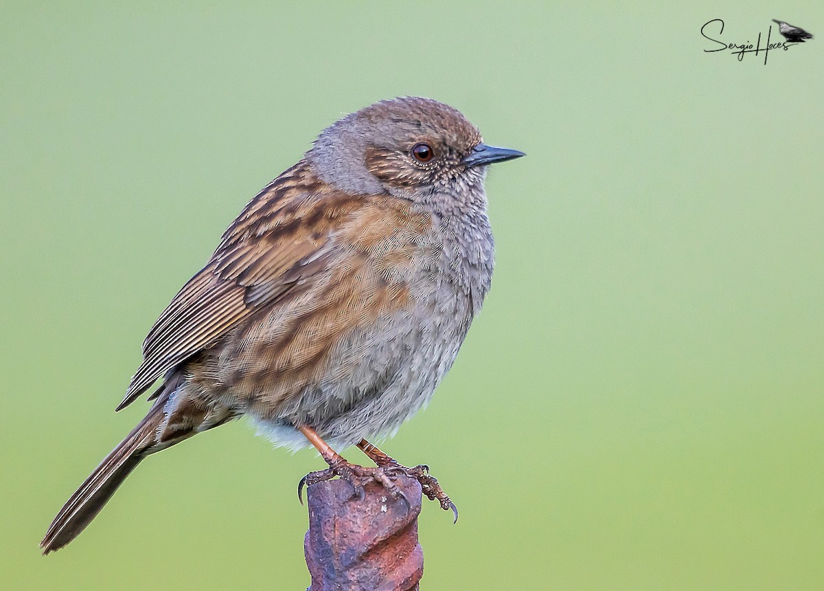 Dunnock - ML596250621