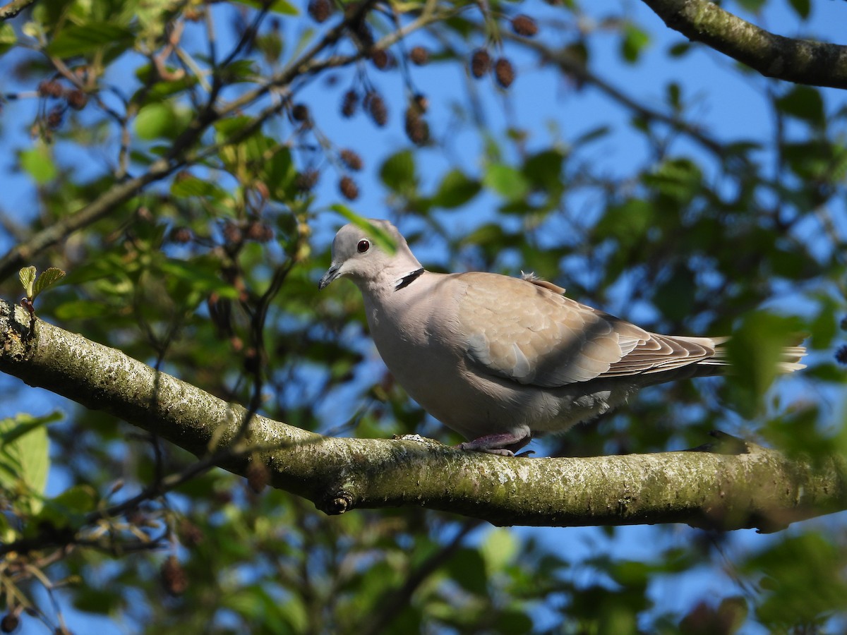 Буулгат хүүрзгэнэ - ML596250681