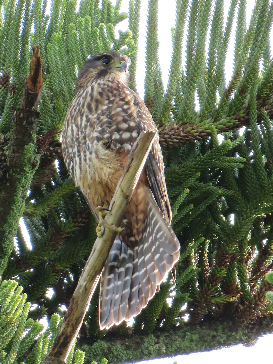New Zealand Falcon - ML596251261