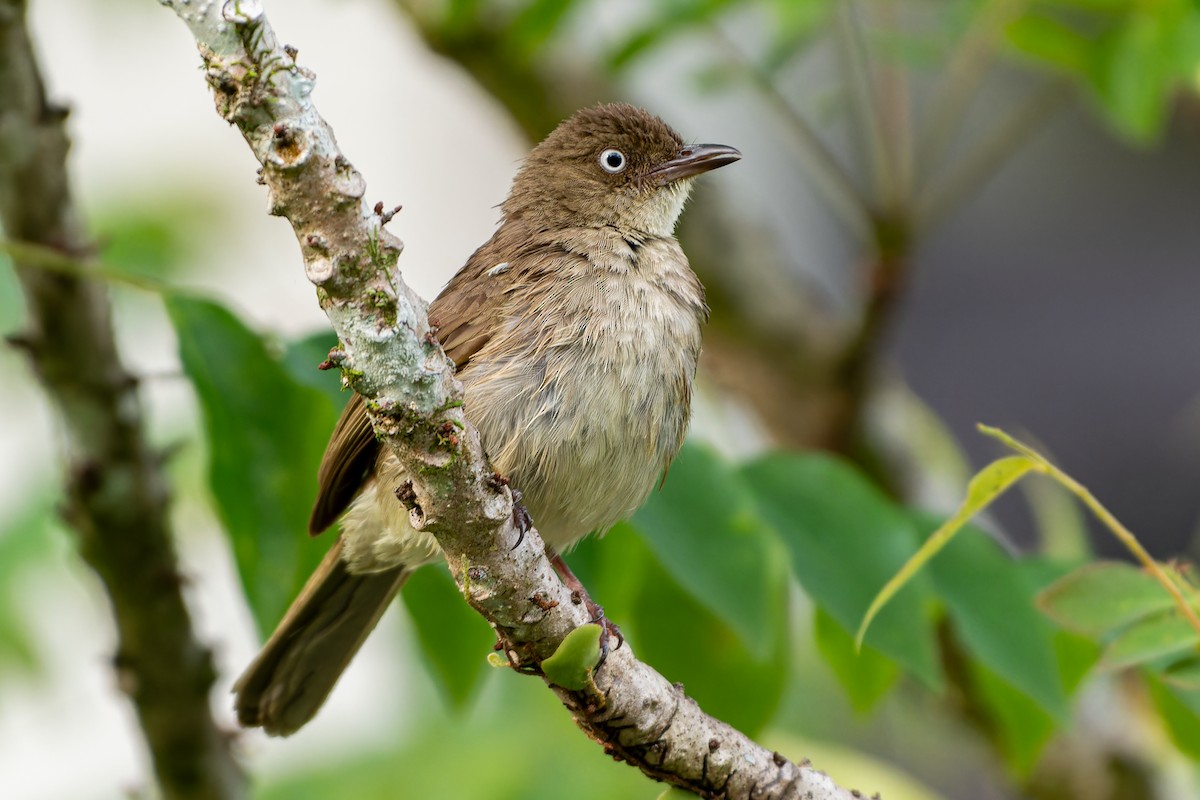 Bulbul Ojiblanco (simplex/halizonus) - ML596251301