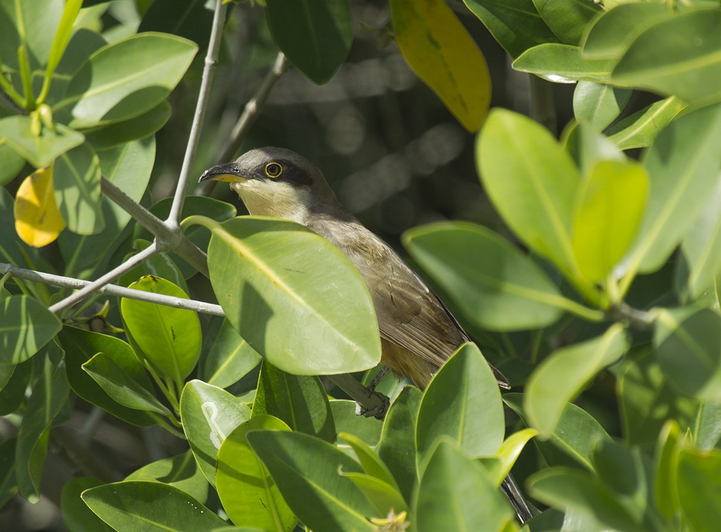 Mangrove Cuckoo - ML596251601