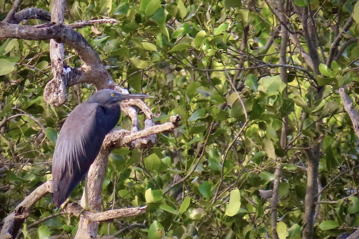 Восточная рифовая цапля - ML596251651