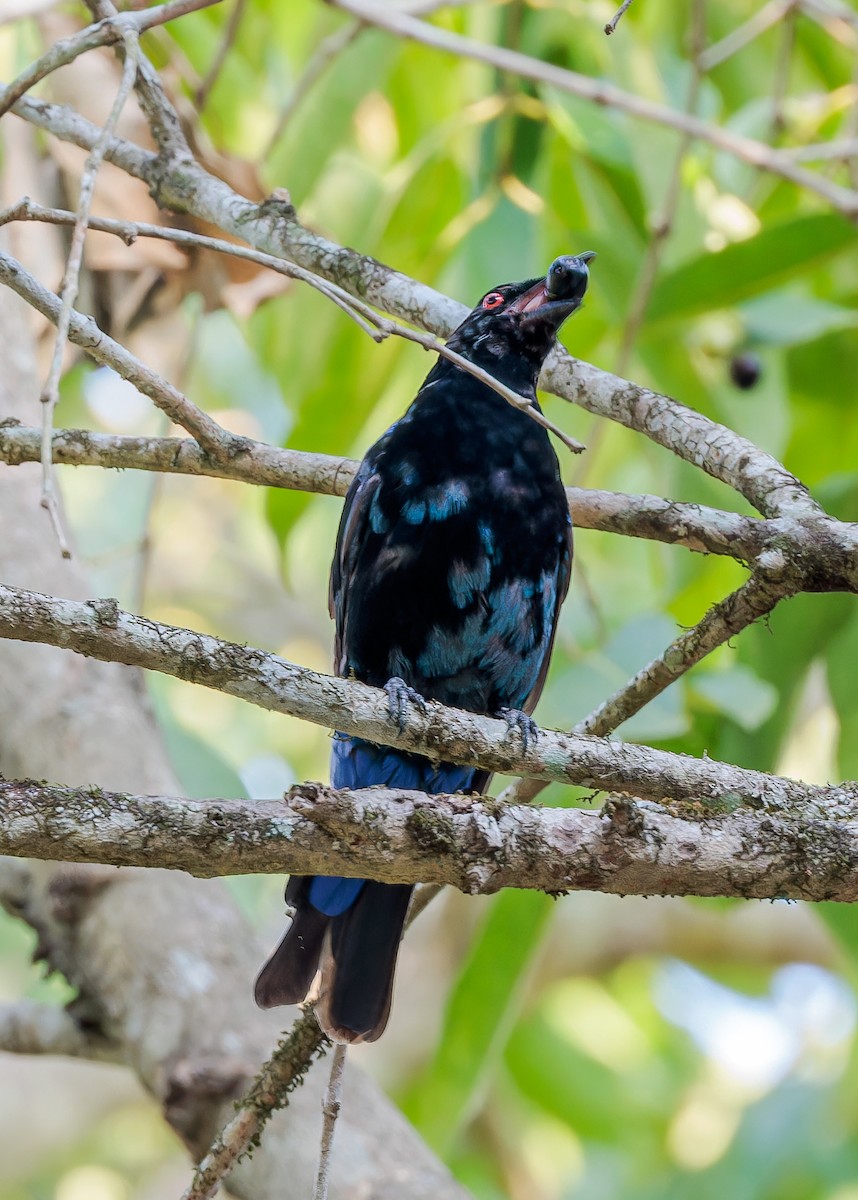 Asian Fairy-bluebird - Andrew Stewart