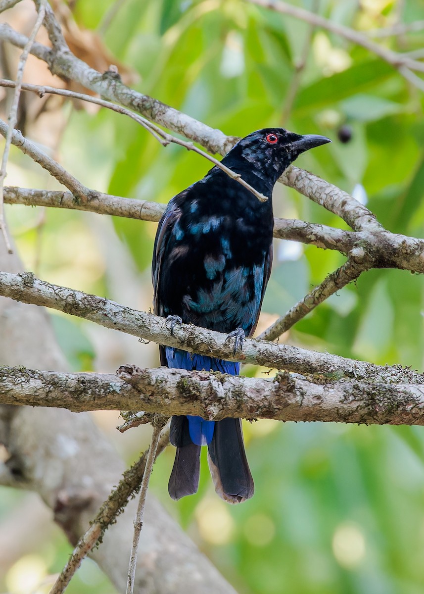 Asian Fairy-bluebird - Andrew Stewart