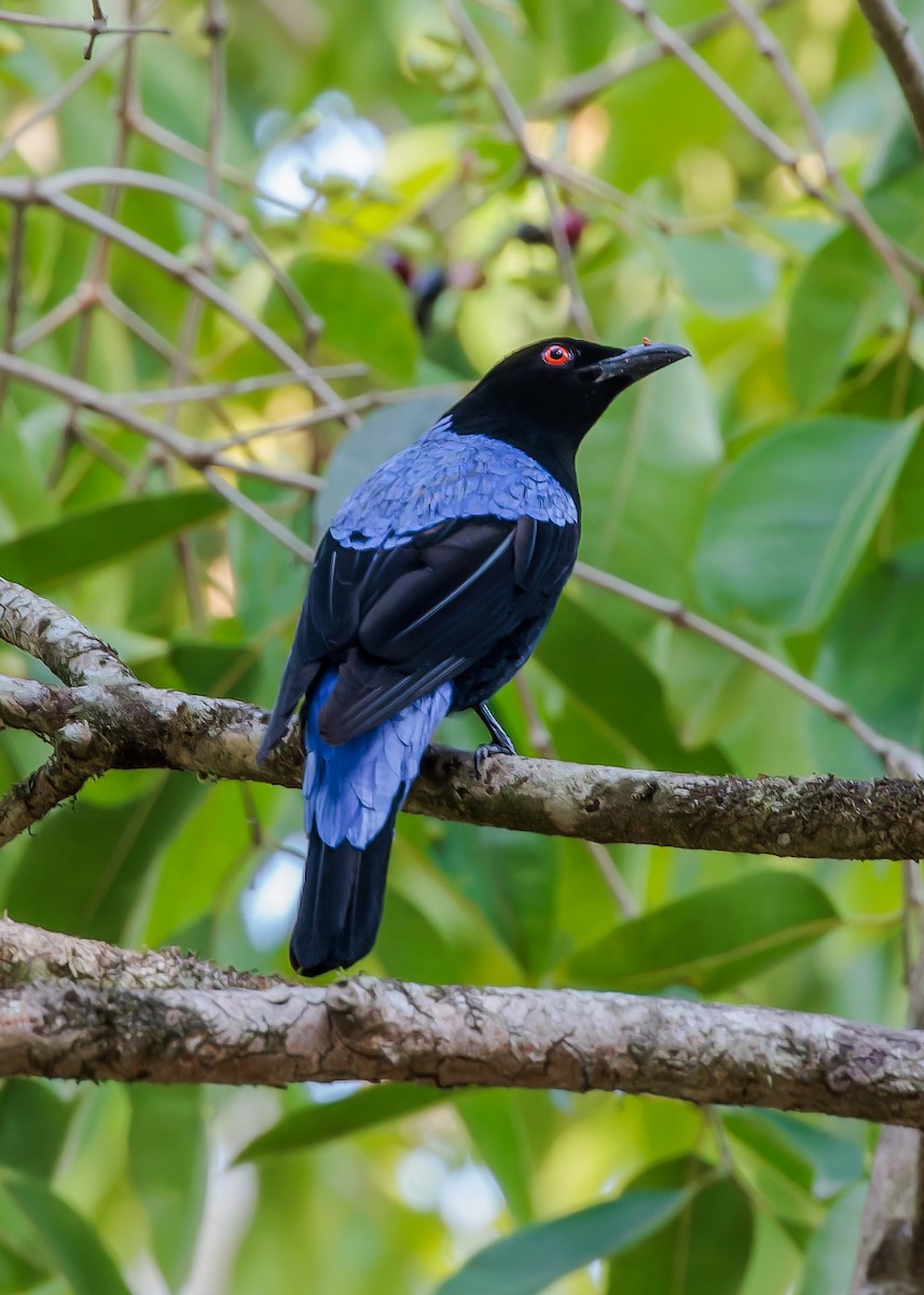 Asian Fairy-bluebird - Andrew Stewart