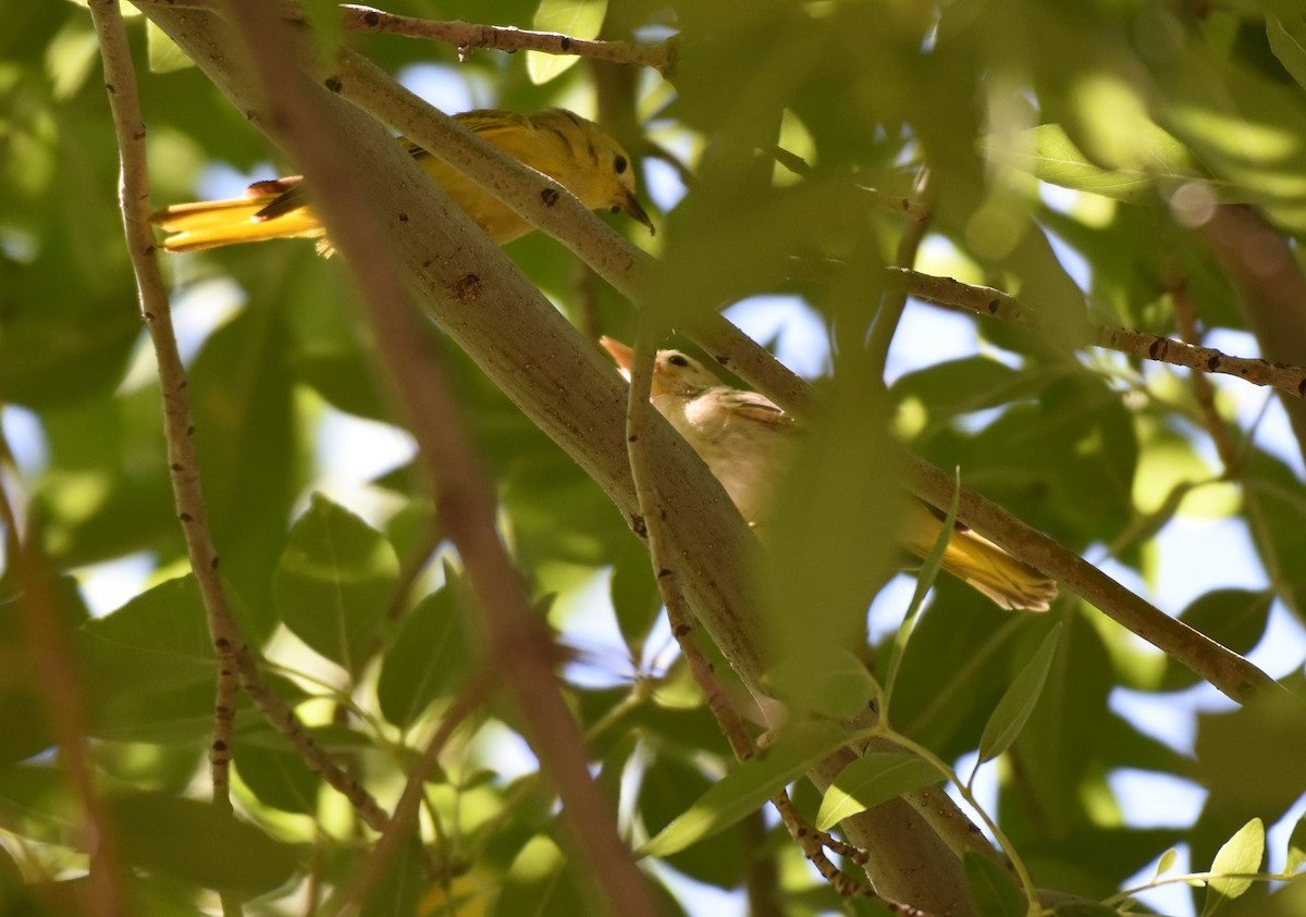 Paruline jaune - ML59625341