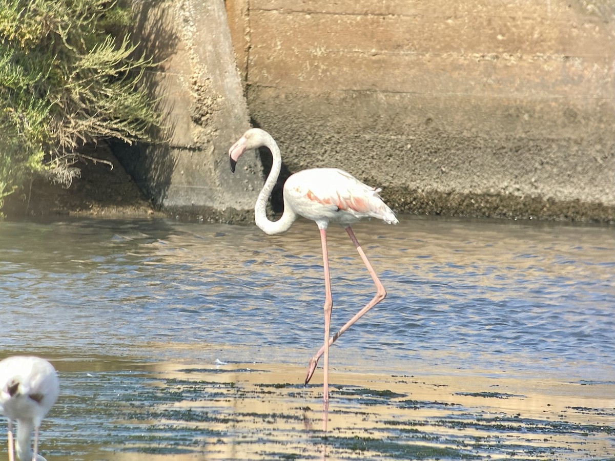 Greater Flamingo - ML596253691