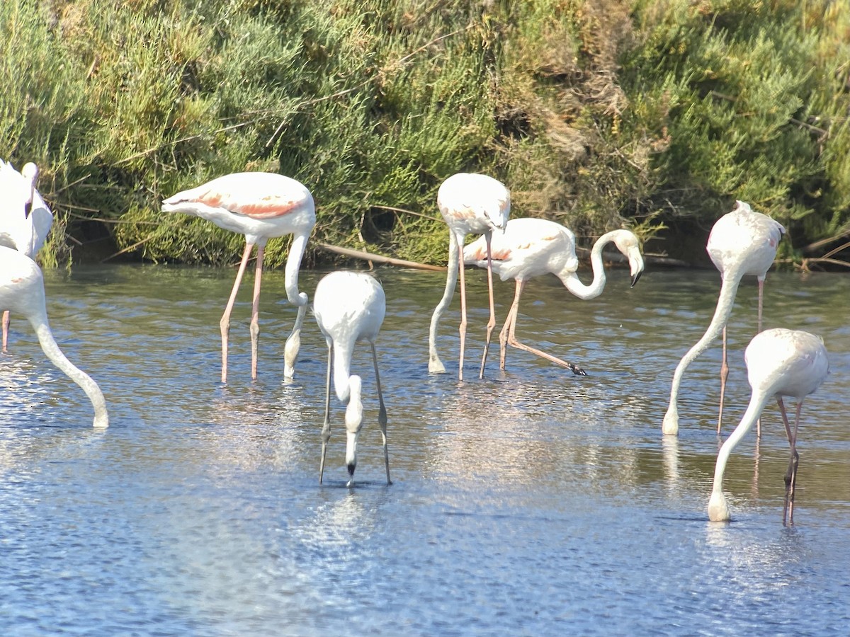Greater Flamingo - ML596253701