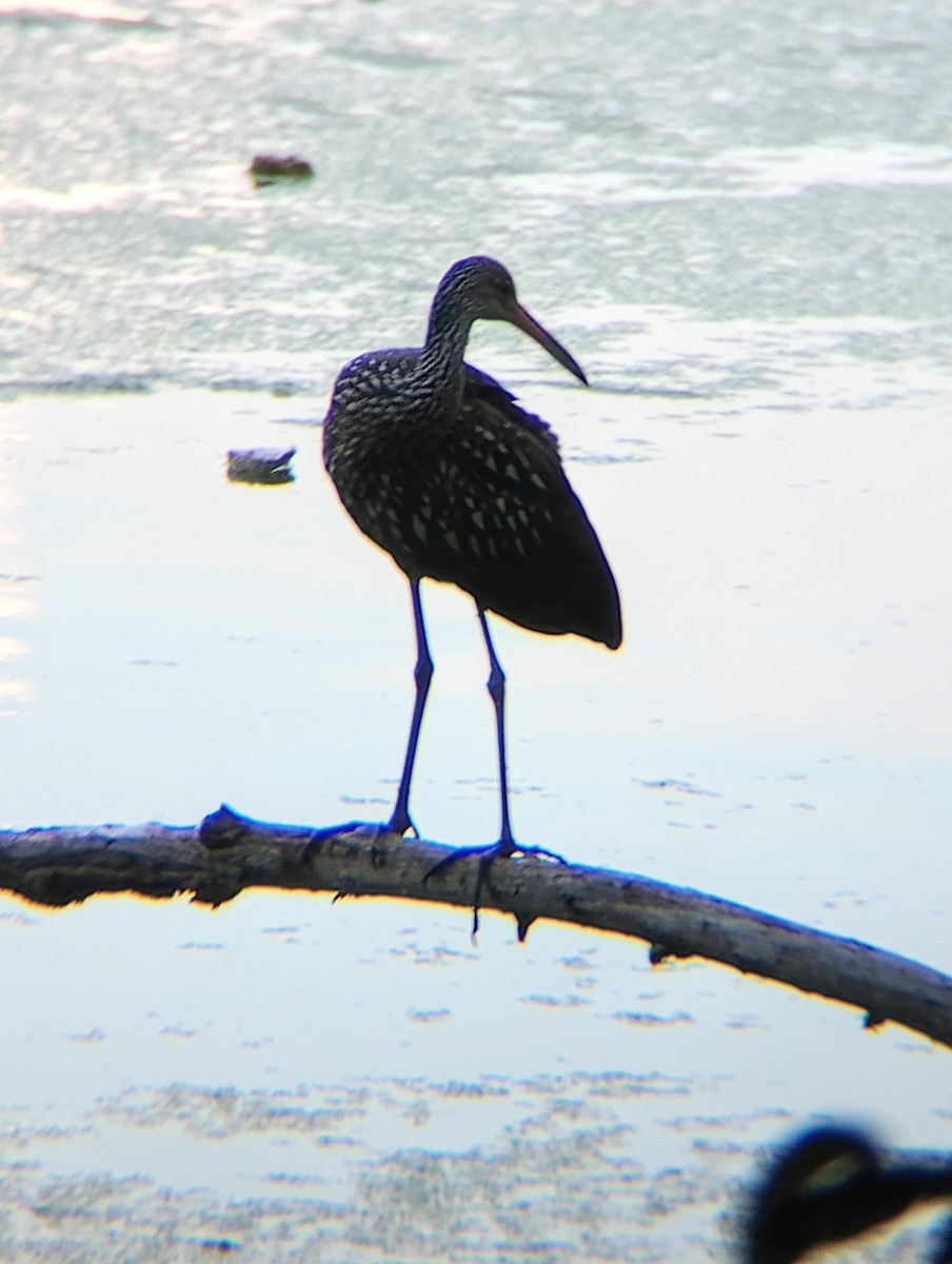 Limpkin - ML596254211