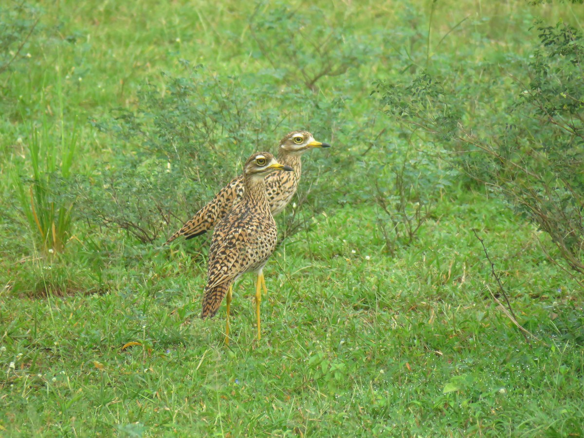 Spotted Thick-knee - ML596254571