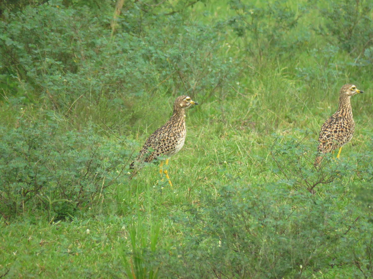 Spotted Thick-knee - ML596254681