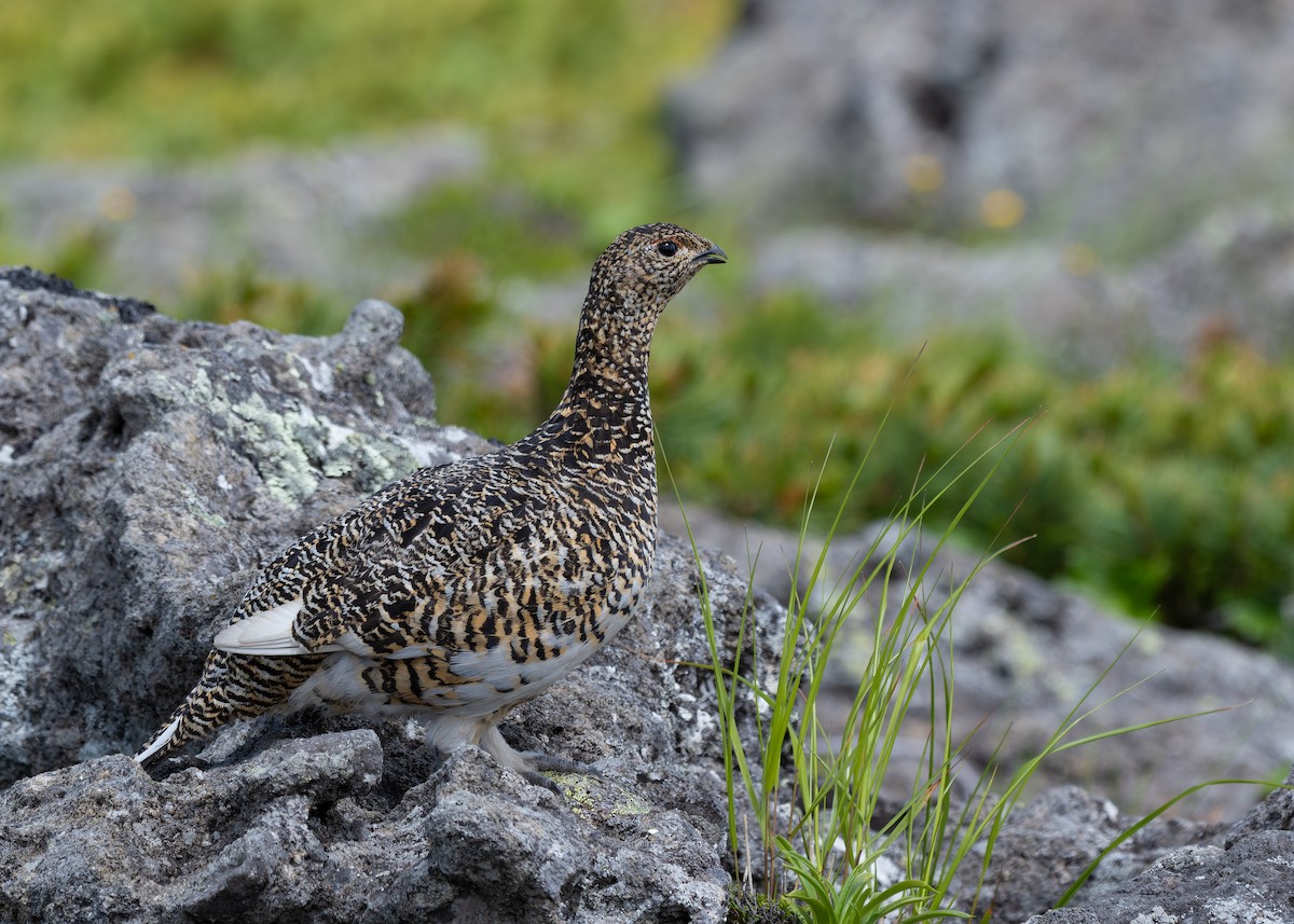 Rock Ptarmigan - Yuya Okuzaki