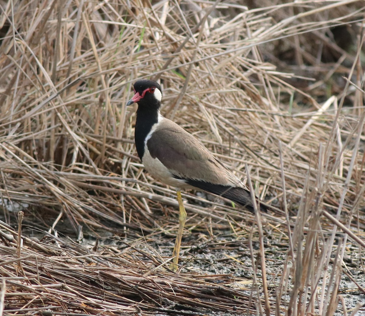 Red-wattled Lapwing - ML596255411