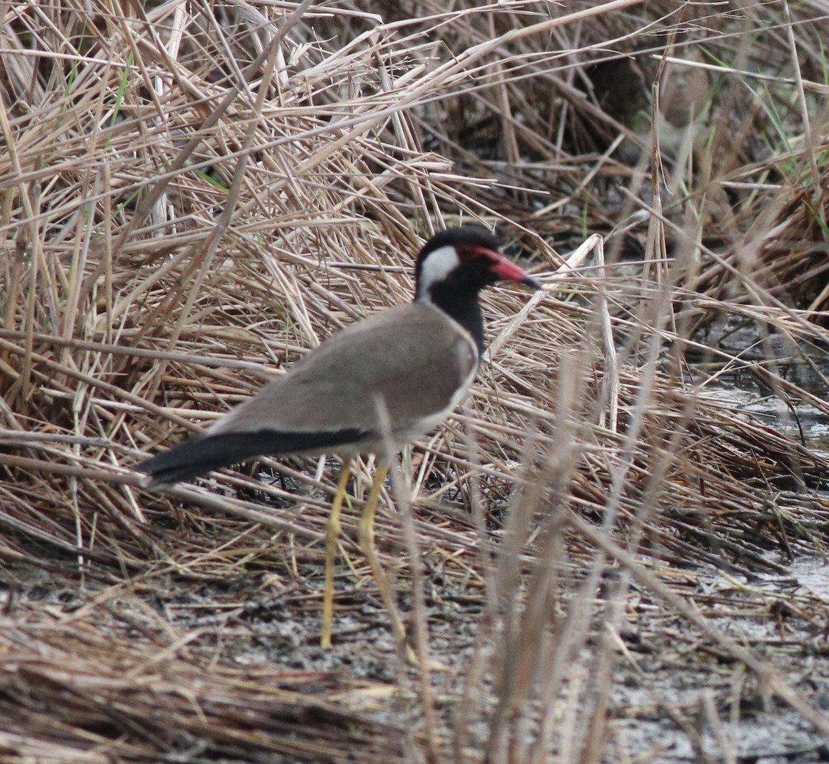 Red-wattled Lapwing - ML596255421