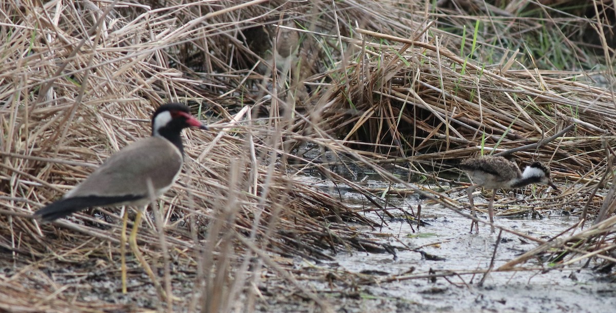 Red-wattled Lapwing - ML596255431