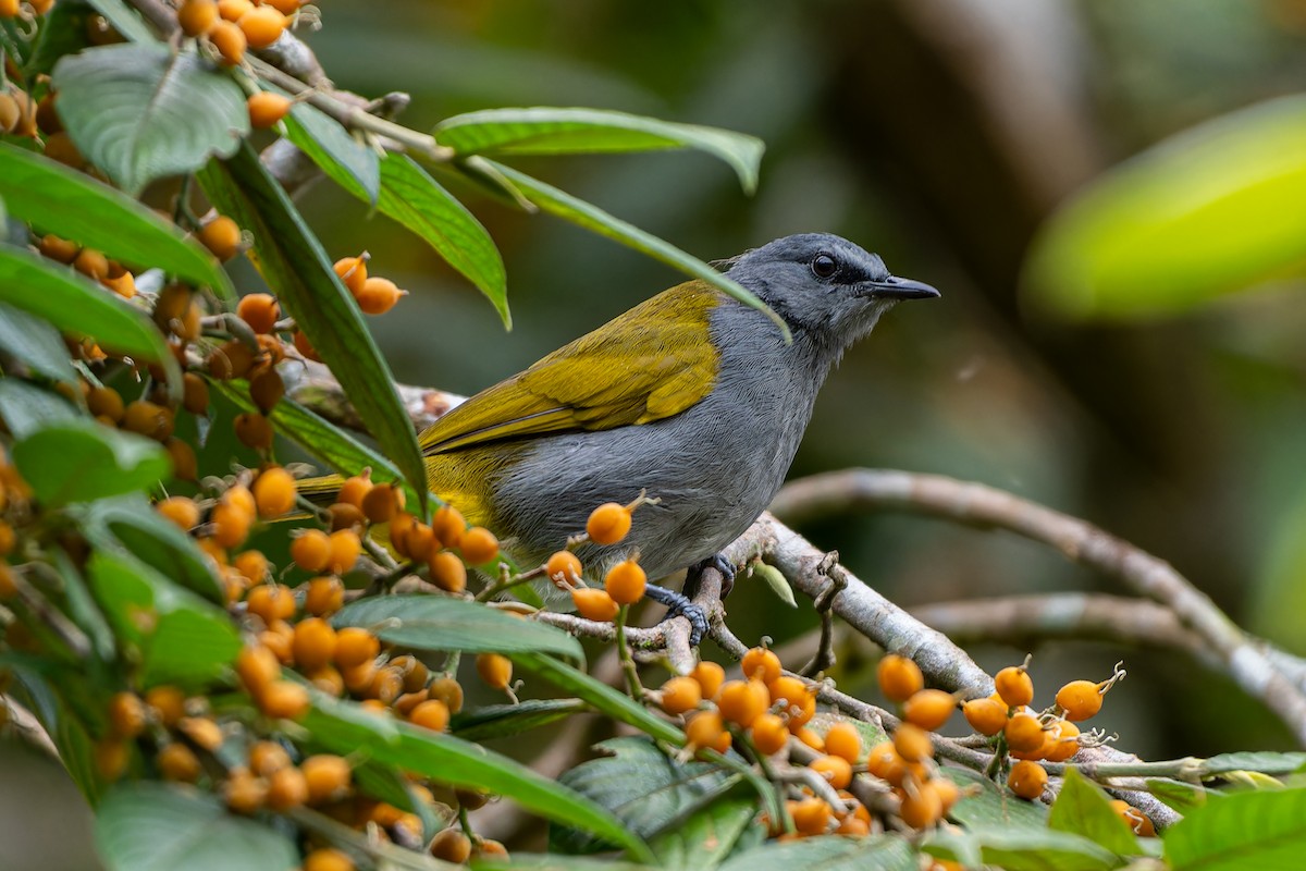 Gray-bellied Bulbul - ML596256151