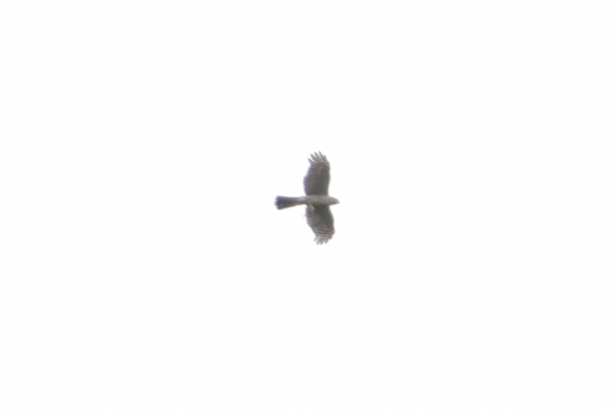 Eurasian Sparrowhawk - ML596256751