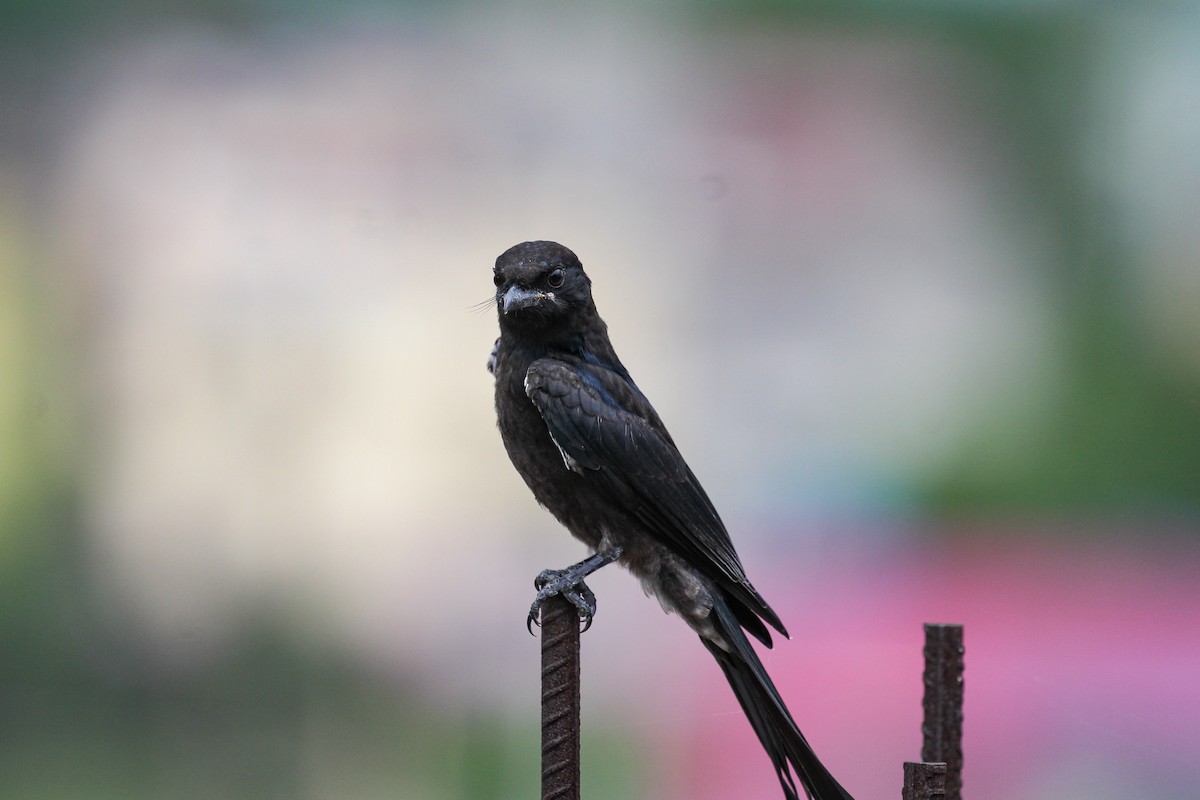 Black Drongo - ML596256891