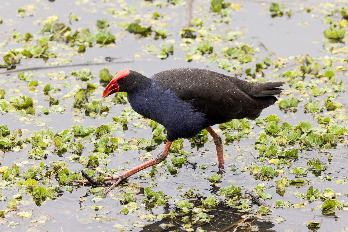 Australasian Swamphen - ML596257721