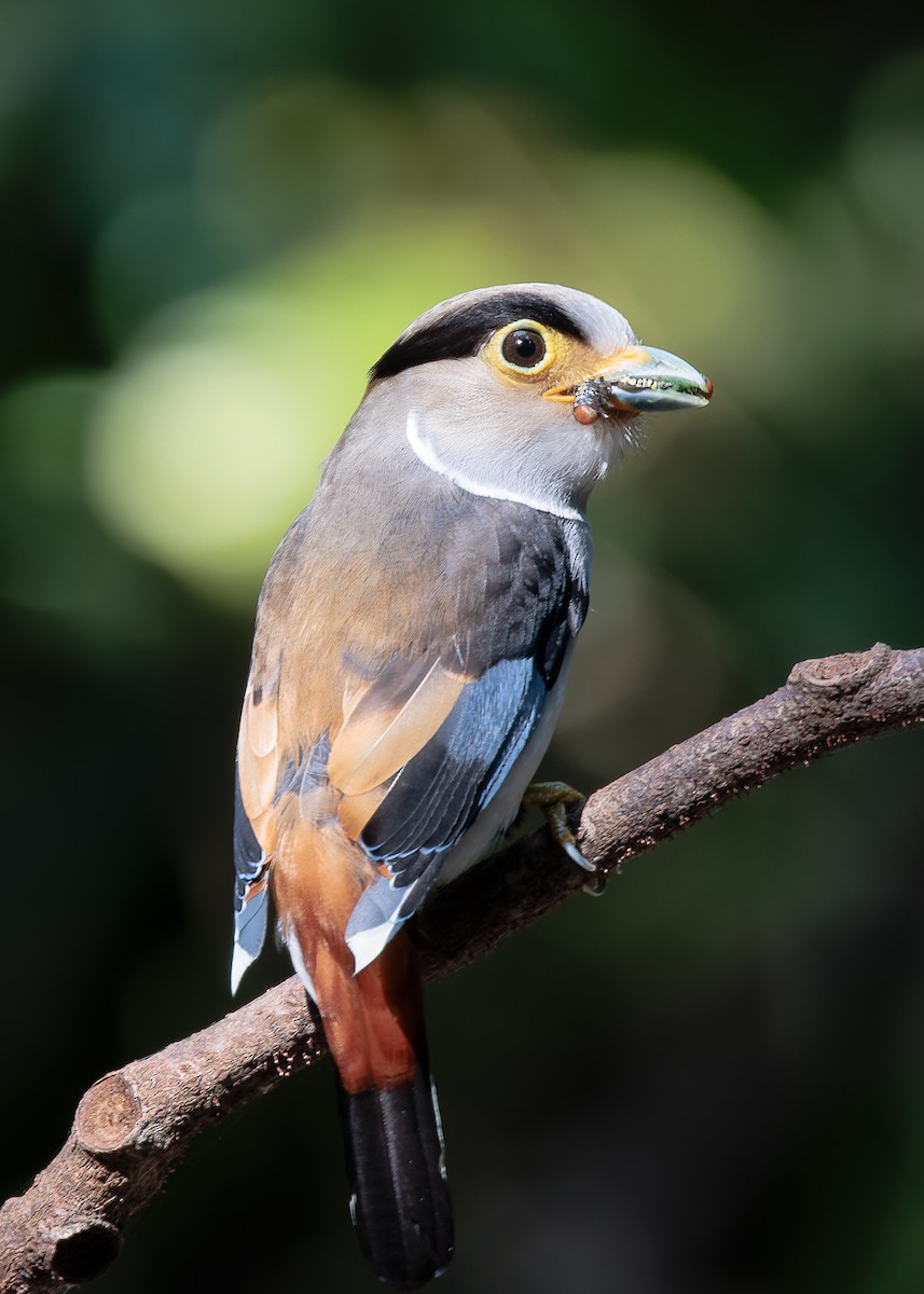 Silver-breasted Broadbill - Andrew Stewart