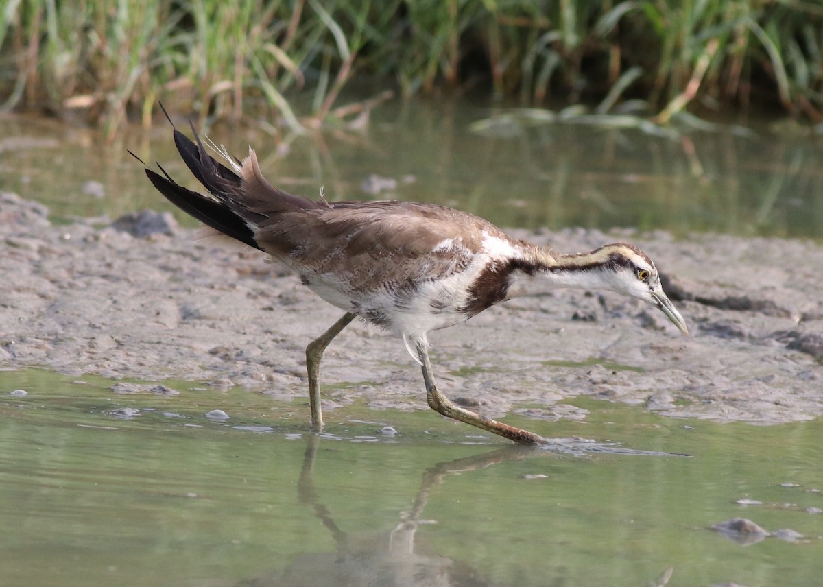 Pheasant-tailed Jacana - Afsar Nayakkan