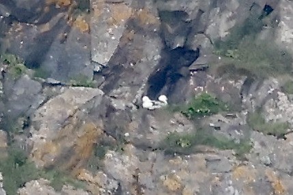 Northern Fulmar - Lorna Aynbinder