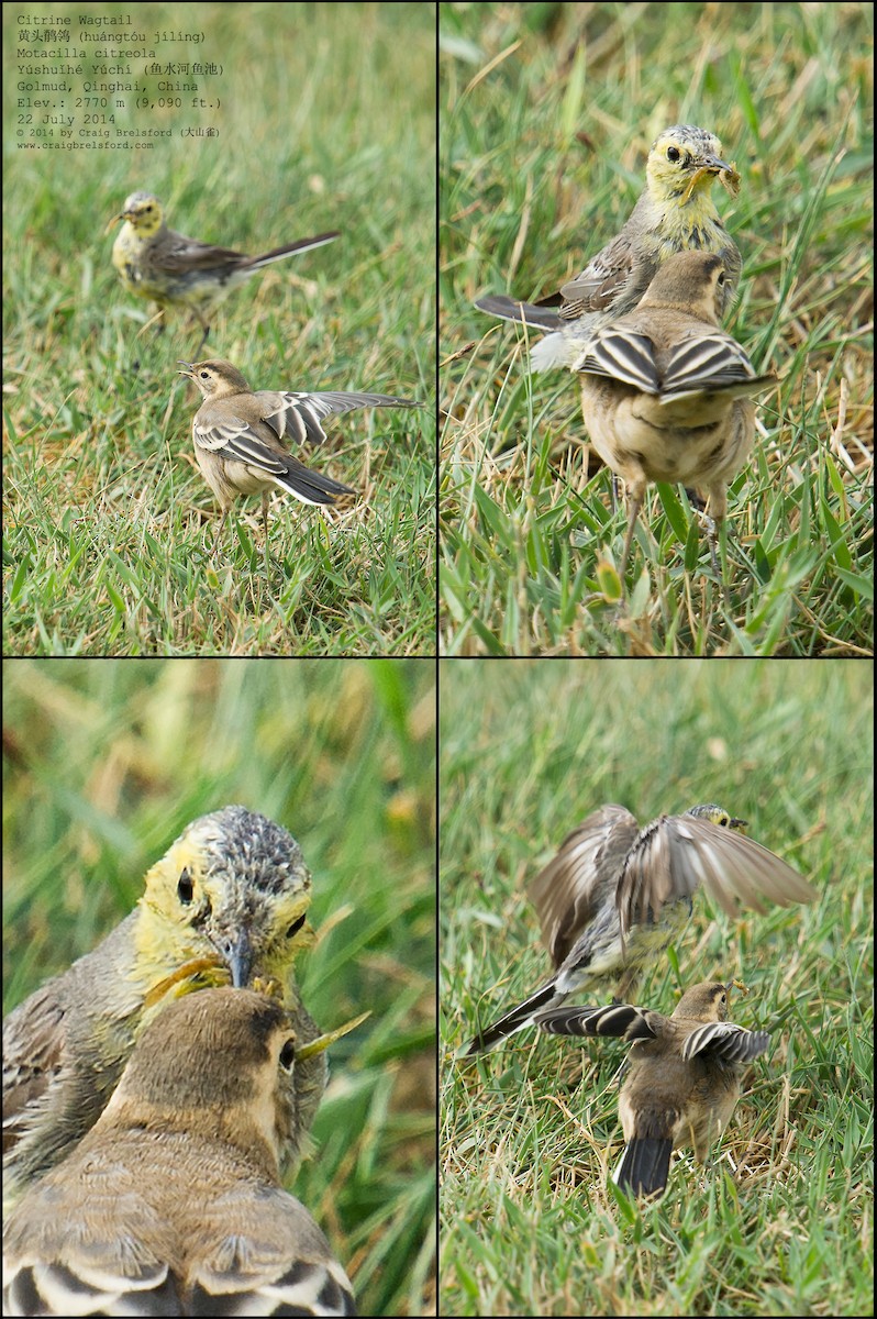 Citrine Wagtail - ML59626021