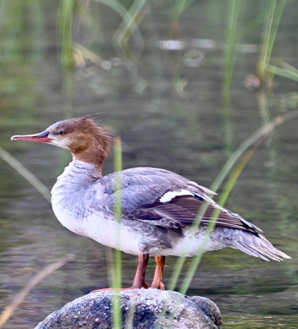 Common Merganser - Bird Smith