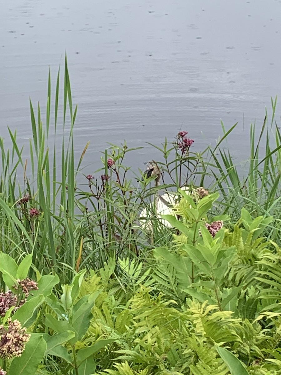 Trumpeter Swan - ML596260761