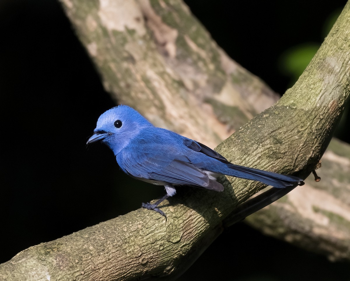 Black-naped Monarch - ML596260901