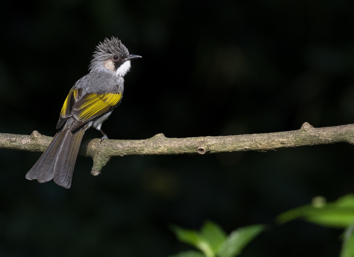 Bulbul à ailes vertes - ML596261131