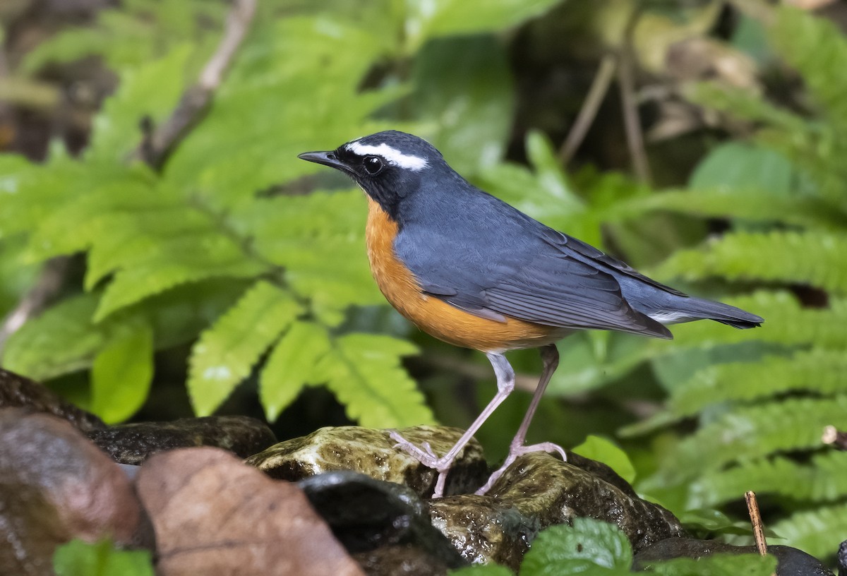 Indian Blue Robin - ML596261321