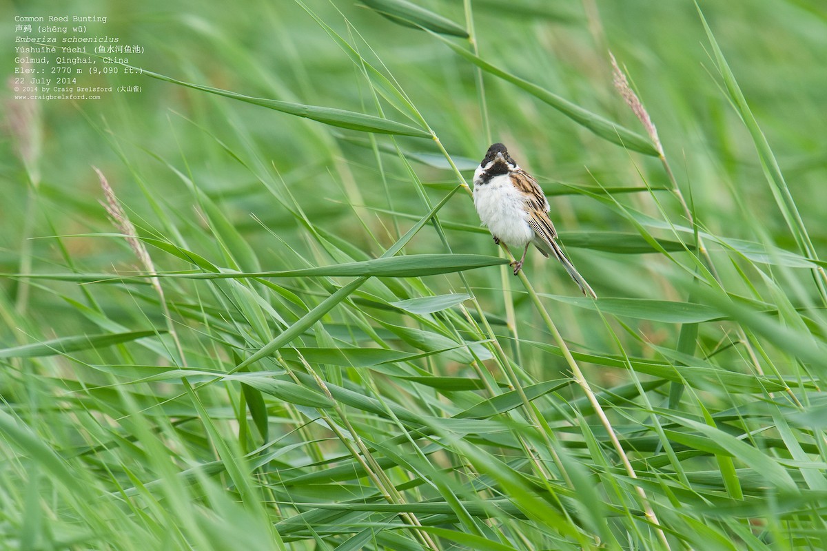 Reed Bunting - Craig Brelsford