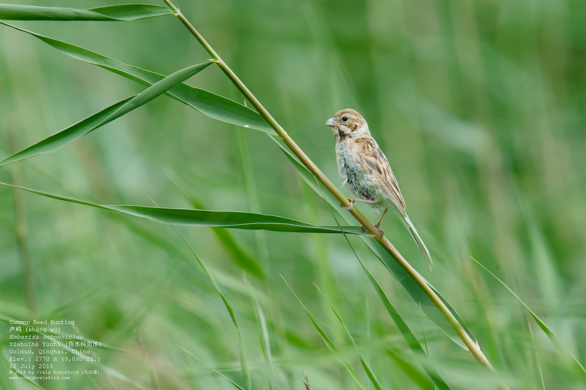 Reed Bunting - Craig Brelsford