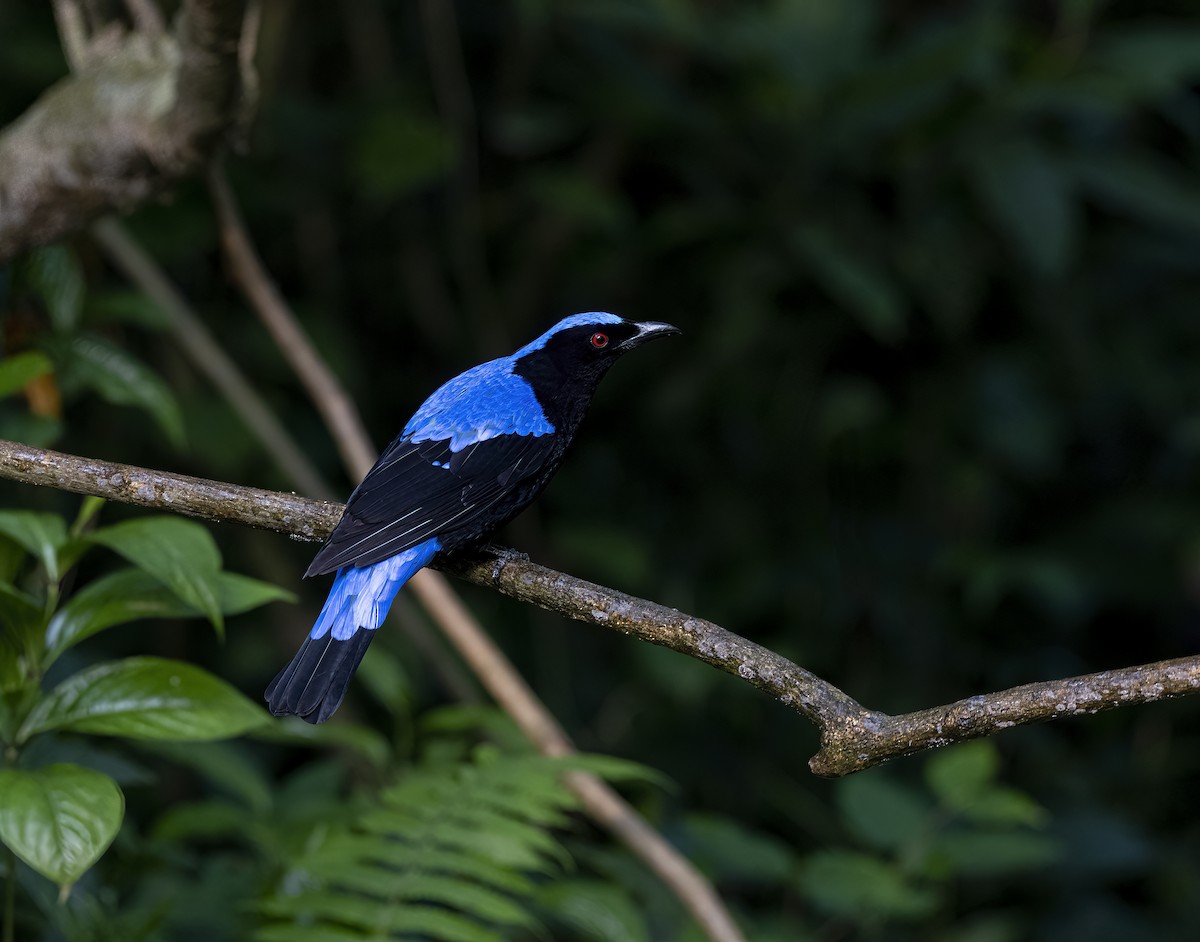 Asian Fairy-bluebird - ML596261601