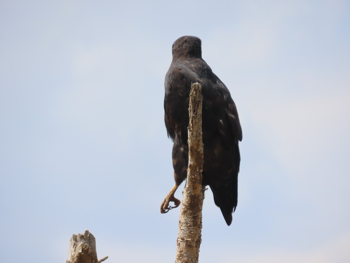 Lesser Spotted Eagle - ML596261641