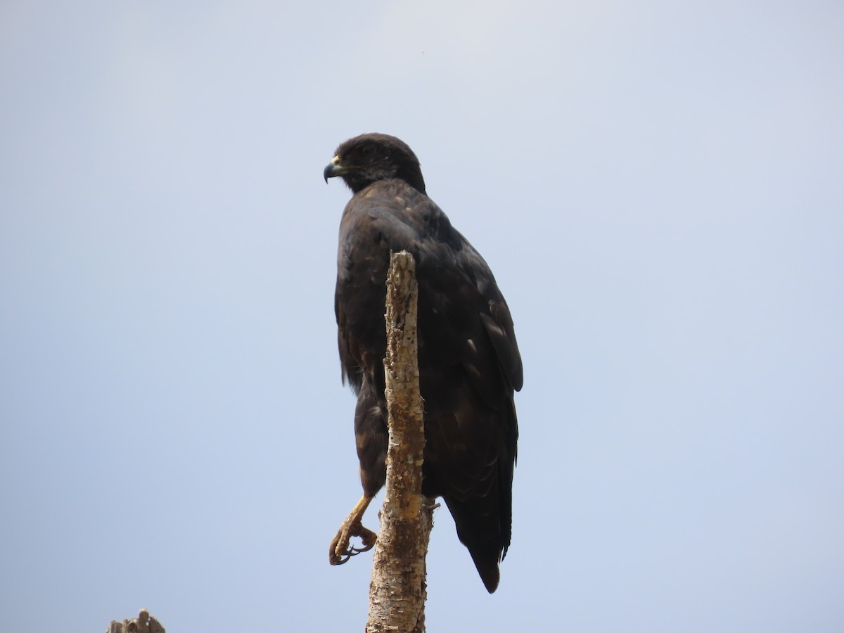 Lesser Spotted Eagle - ML596261651