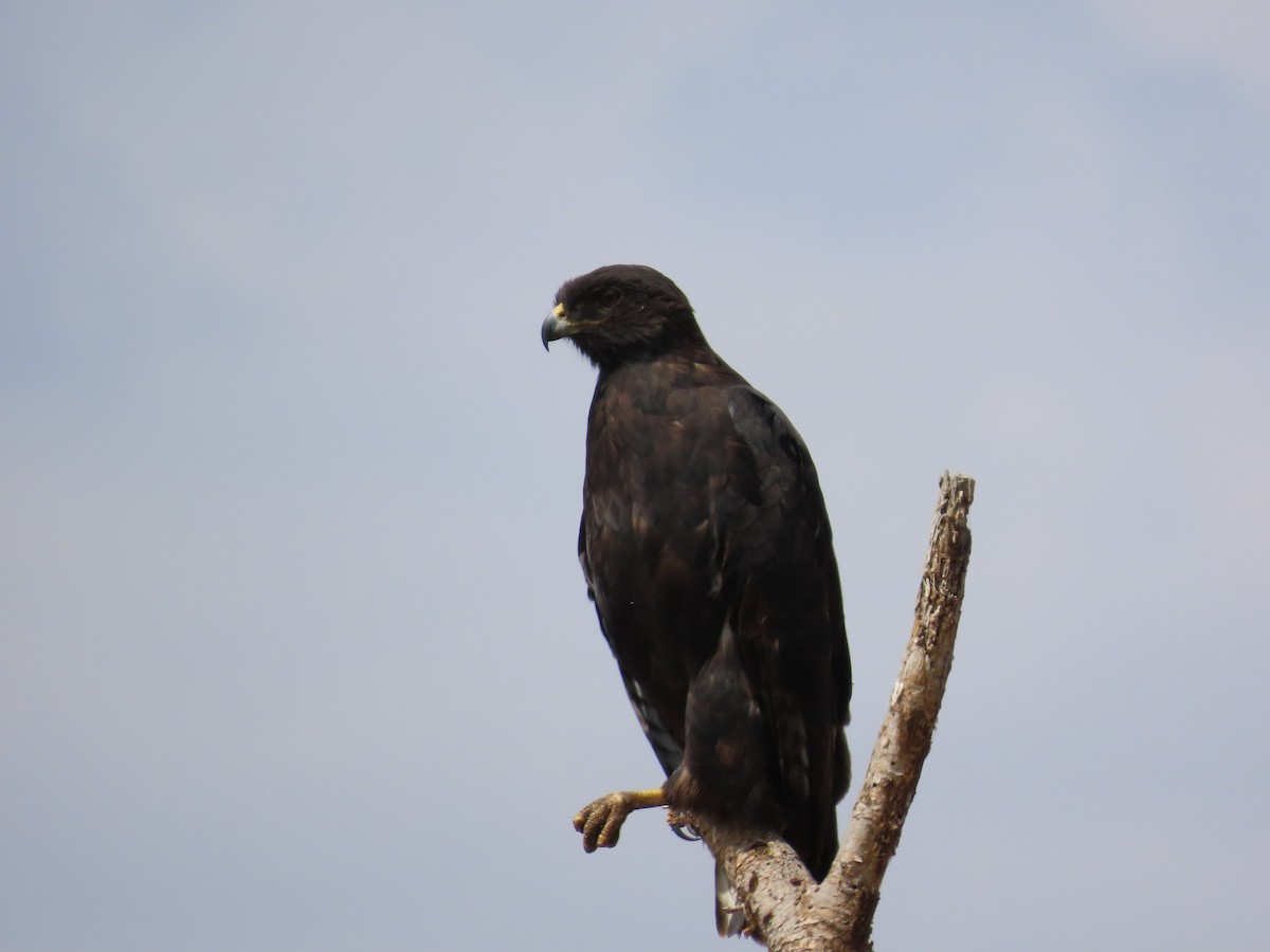 Lesser Spotted Eagle - ML596261661