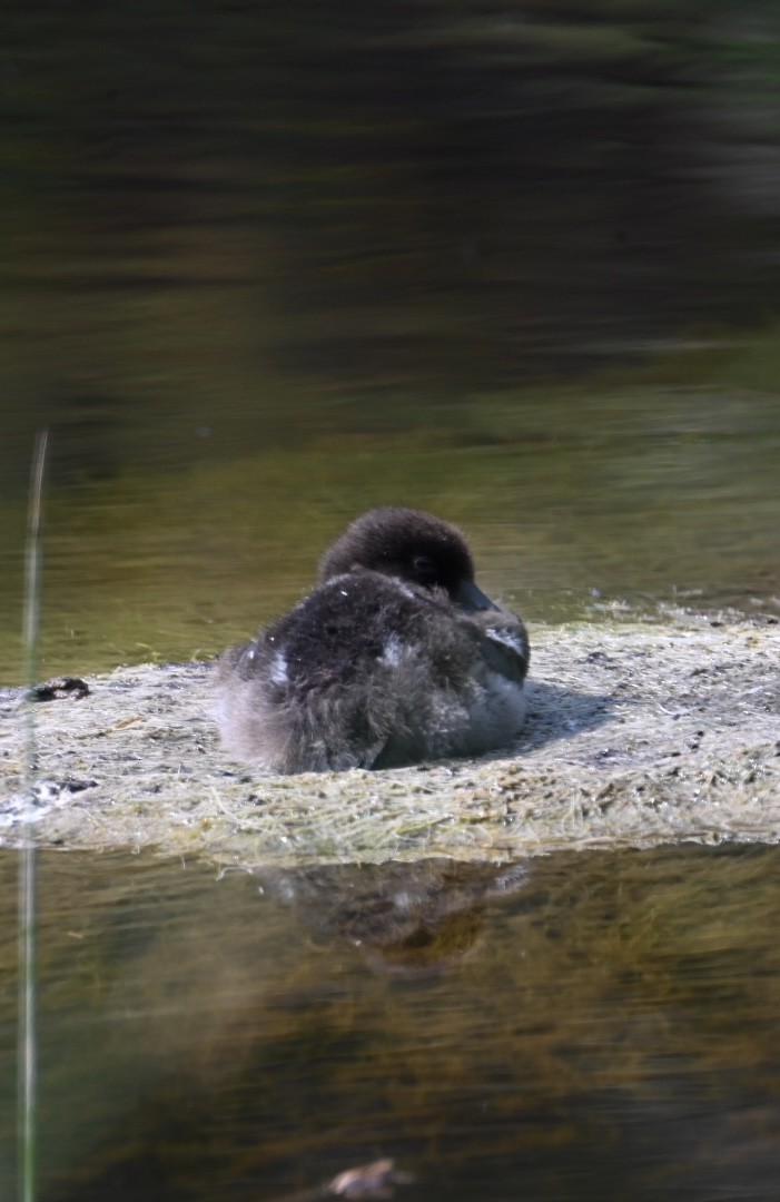 Common/Barrow's Goldeneye - ML596262191