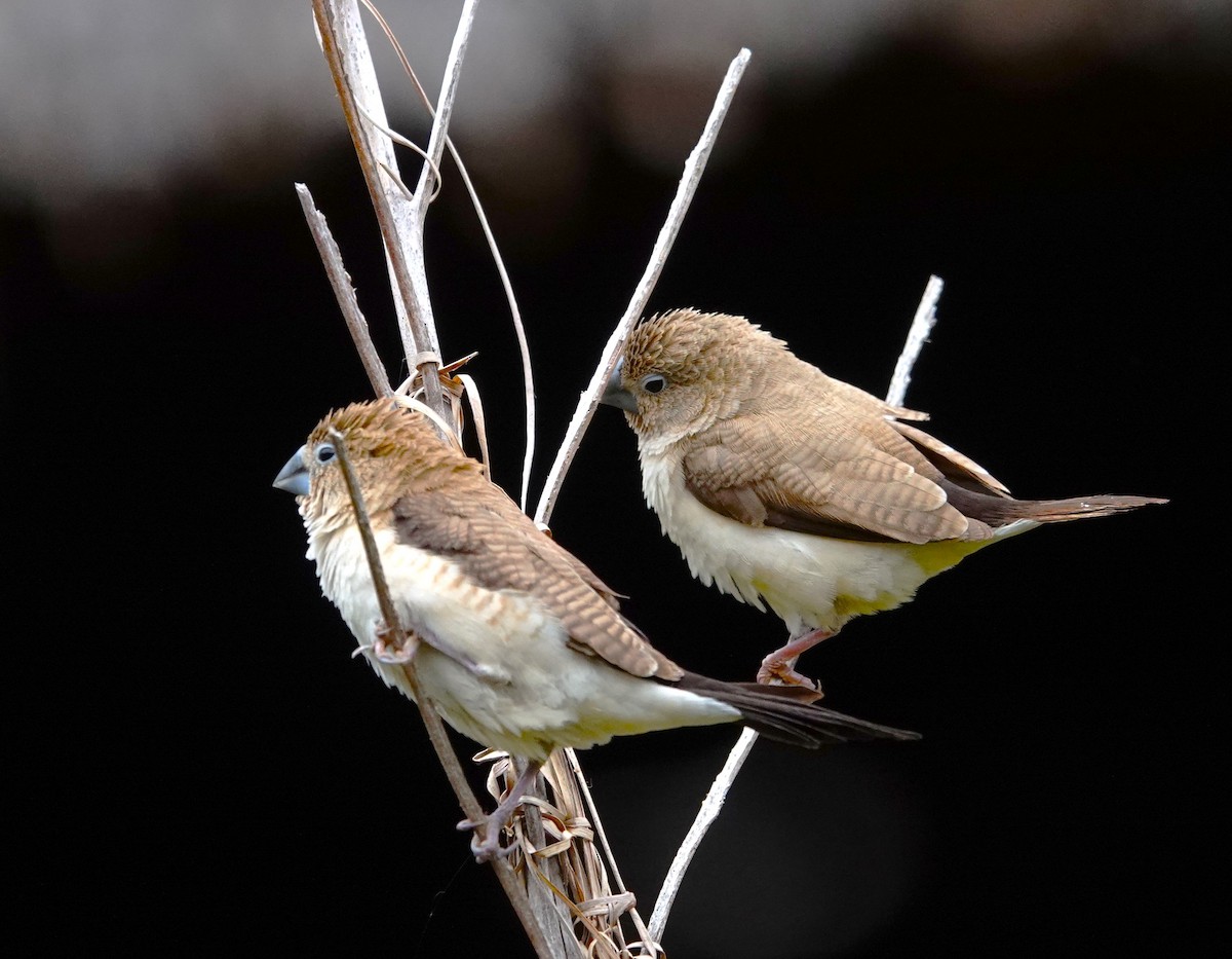 African Silverbill - Edurne Ugarte